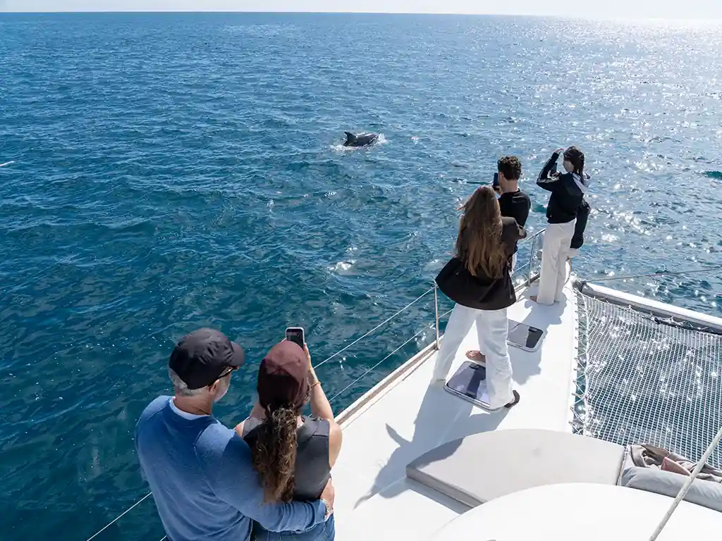 Delfines saltando cerca de la embarcación