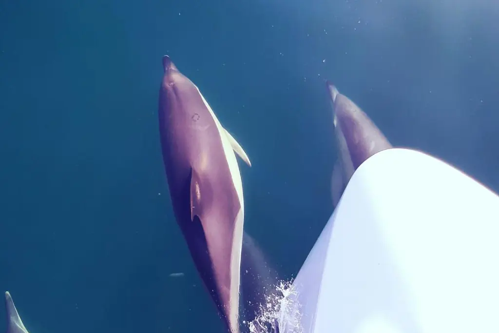 Dolphins jumping near a boat in Costa del Sol