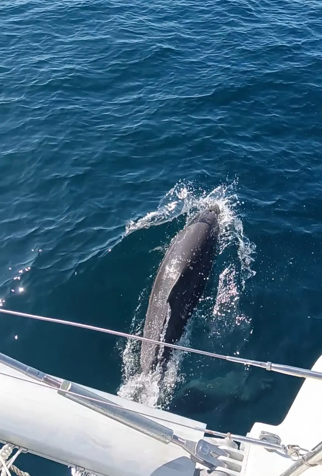 Delfines saltando cerca del barco